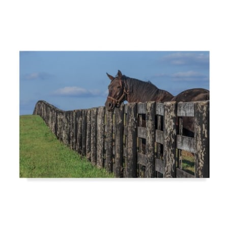 Galloimages Online 'Hanging Out Horse' Canvas Art,22x32